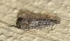 Selania leplastriana